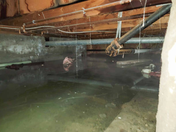 Water damage restoration mold remediation in Willow, AK